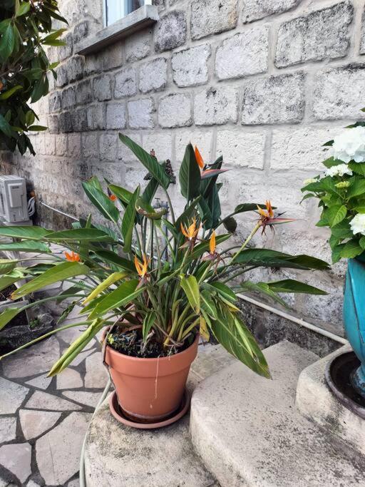 Charmant Appart Avec Jardin Aigues-Mortes Exterior foto