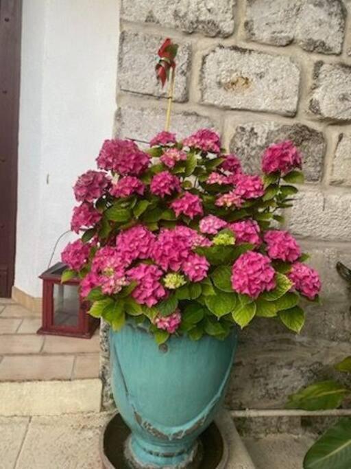 Charmant Appart Avec Jardin Aigues-Mortes Exterior foto