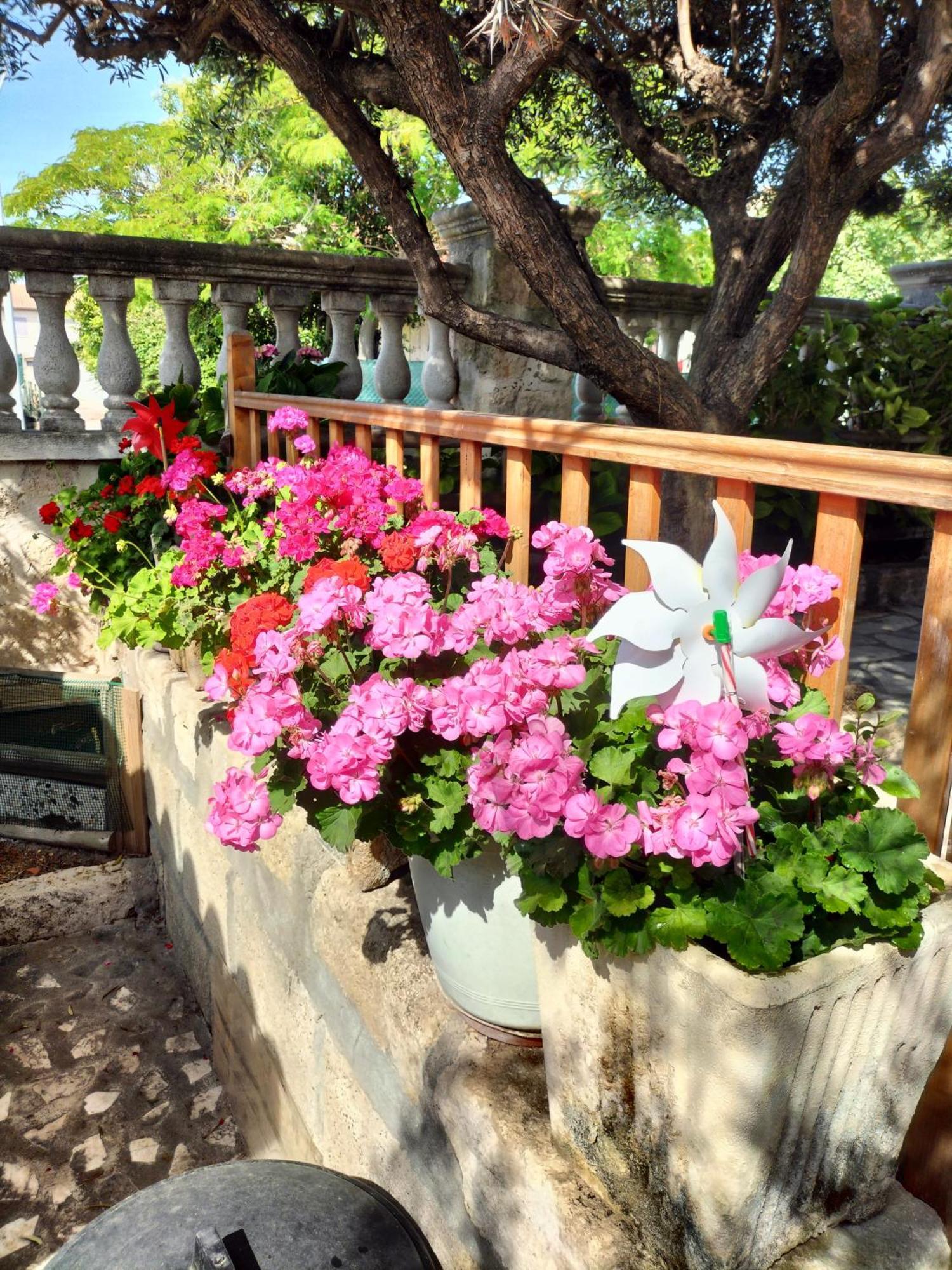 Charmant Appart Avec Jardin Aigues-Mortes Exterior foto